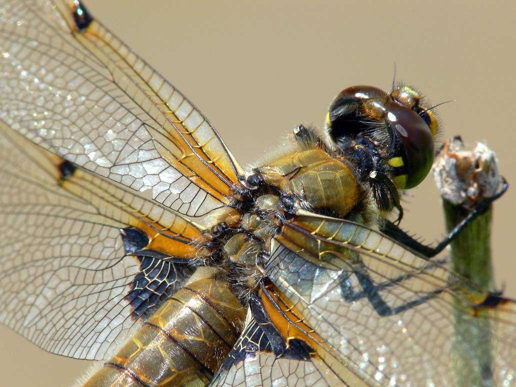 Dragonfly Macro 4 by