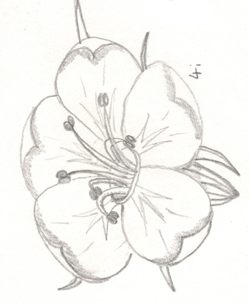 Hawthorn flower 4i | Flower Tattoo