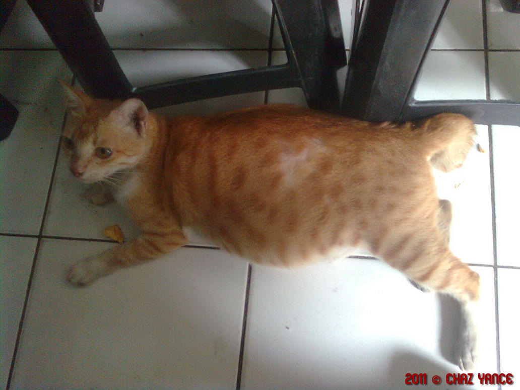 Pictures Of A Pregnant Cat 23