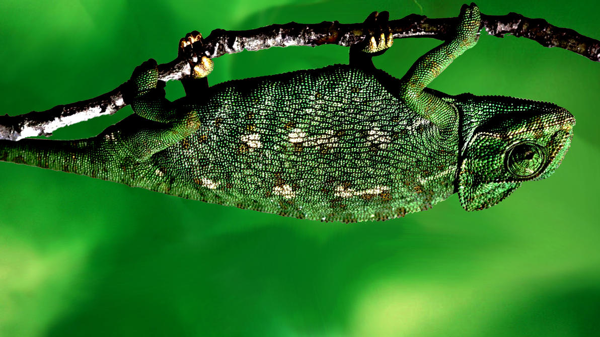 Green chameleon HD Wallpaper > Green chameleon wallpaper , nature green wallpaper