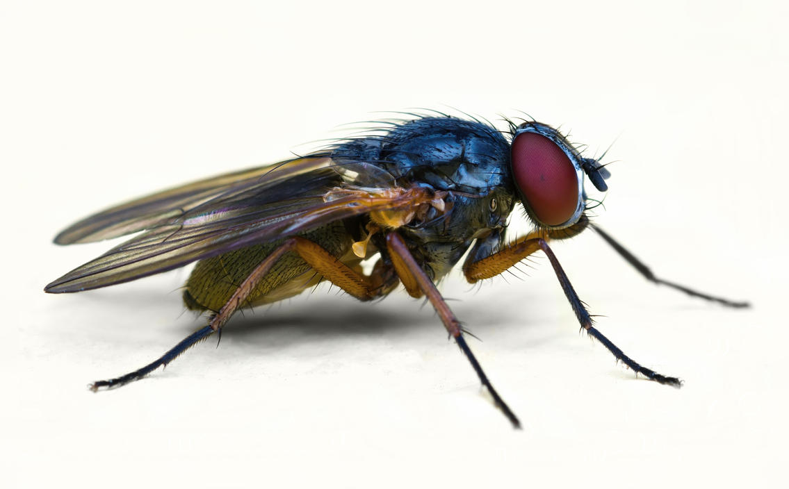 Fly__lateral_view_by_jsz.jpg