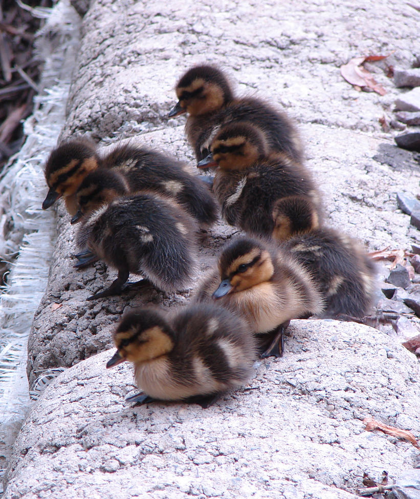 Ducklings_by_BrennaMartin.jpg