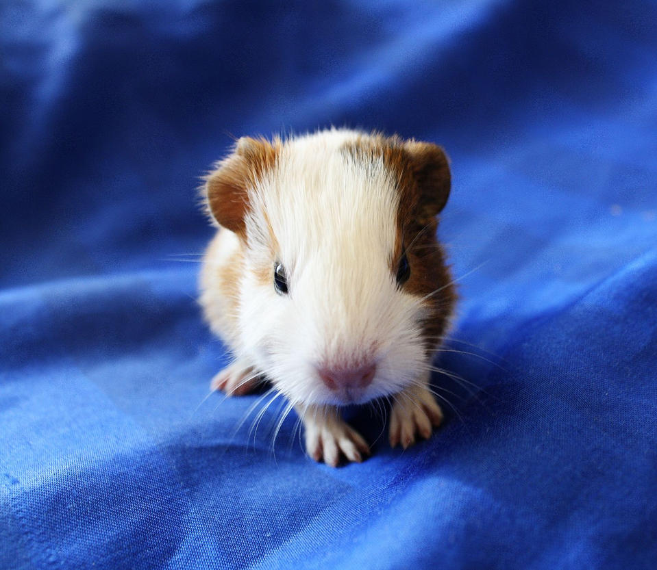 Small guinea pig III by Athrian