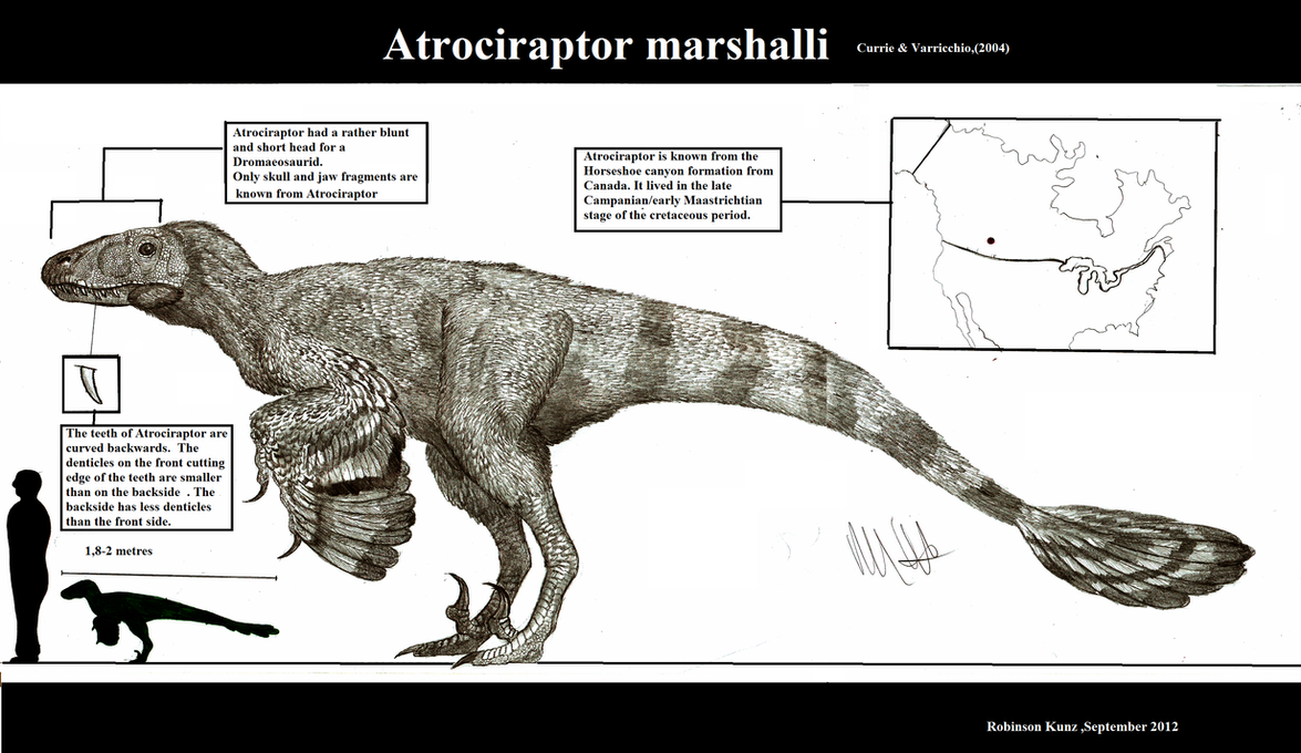 Atrociraptor marshalli by Teratophoneus