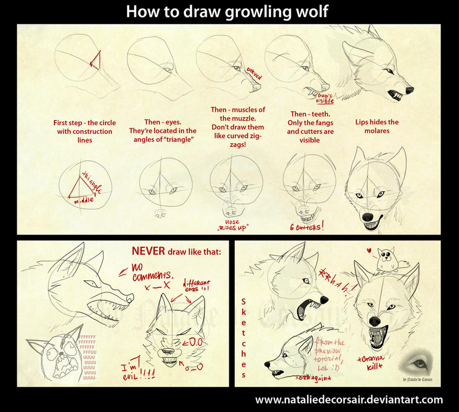 http://th02.deviantart.net/fs70/PRE/i/2010/241/d/8/growling_wolf_tutorial_by_nataliedecorsair-d2xiz3k.jpg