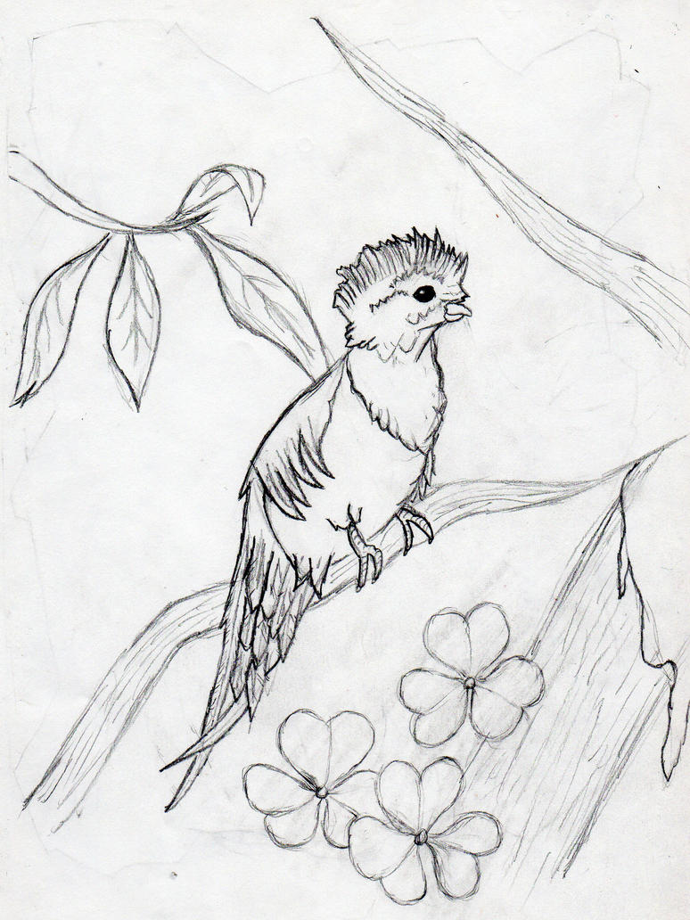 quetzals of guatemala coloring pages - photo #32