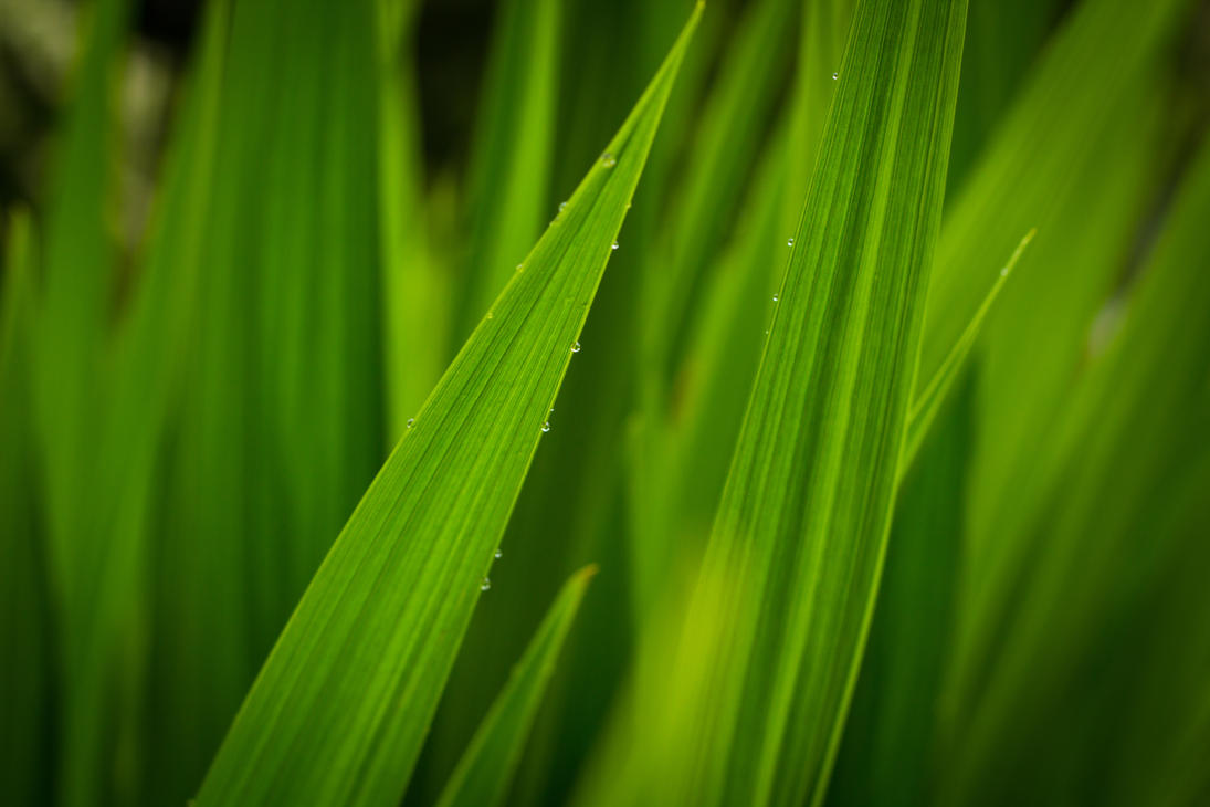 Tall Grass After Rain (by cmlarson) | Free Desktop Wallpaper